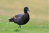 Paradise Shelduck